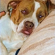 Mookie joined the competition — help win amazing prizes! dog, sleeping, tongue_out, brown_and_white, couch, indoor, pet, close_up, relaxed, canine, resting, fur, animal, companion, home, cute, snout, ears, paw, lazy