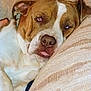 dog, sleeping, tongue_out, brown_and_white, couch, indoor, pet, close_up, relaxed, canine, resting, fur, animal, companion, home, cute, snout, ears, paw, lazy