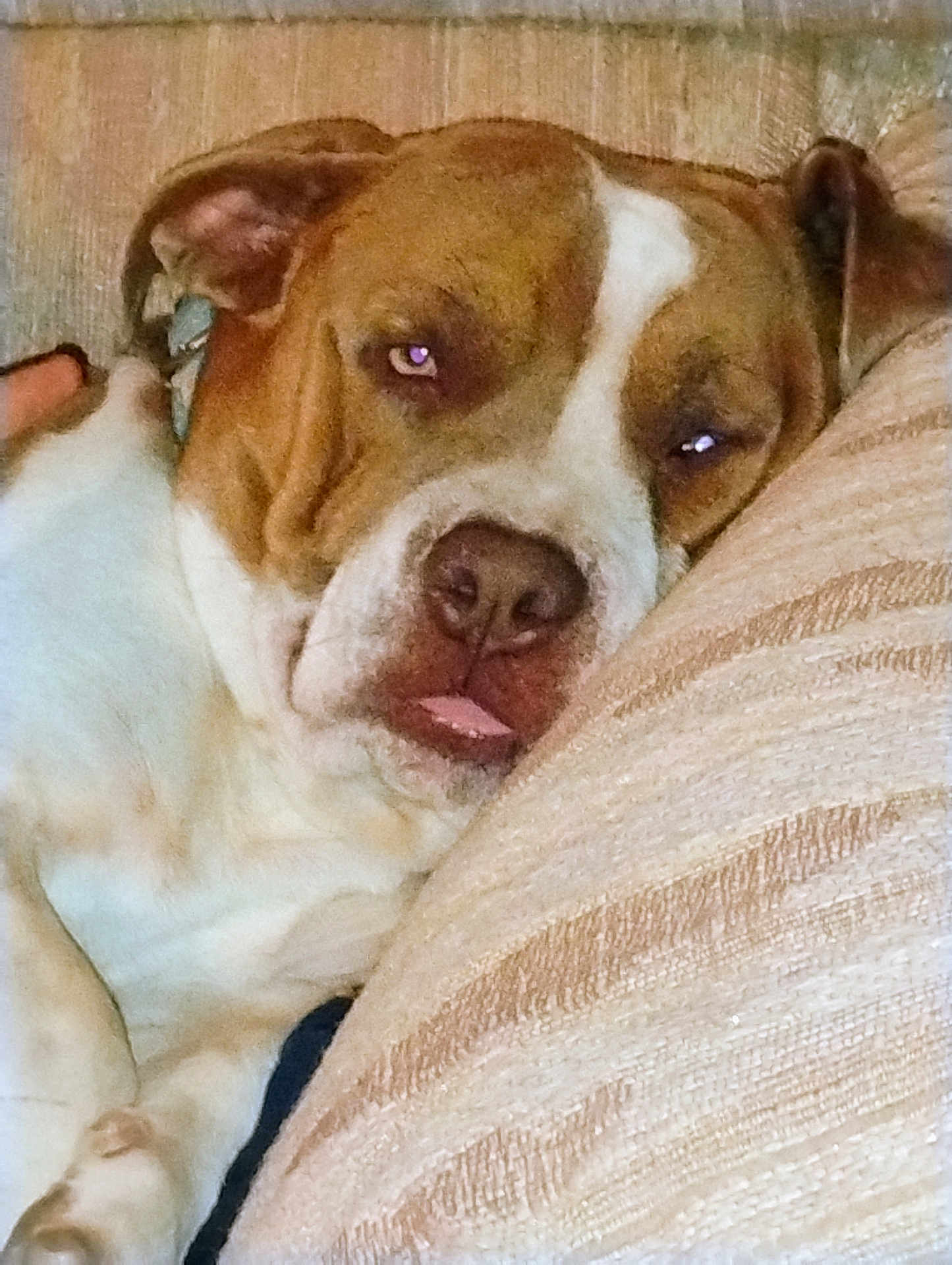 Mookie