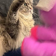 Luna is registered to the contest to win money with this photo: cat, fluffy, paw, toy, pink, gray_couch, indoor, pet, feline, fur, whiskers, playful, motion_blur, closeup, animal, cute, domestic_cat, relaxed, home, curious