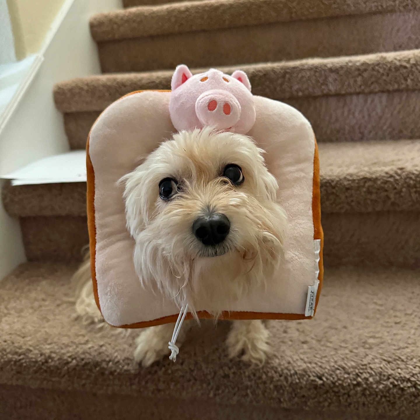Bella is registered to the contest to win money with this photo: animal, architecture, building, canine, chair, couch, cushion, dog, furniture, homedecor, house, housing, indoors, interiordesign, pet, poodle, puppy, staircase, terrier, whitedog