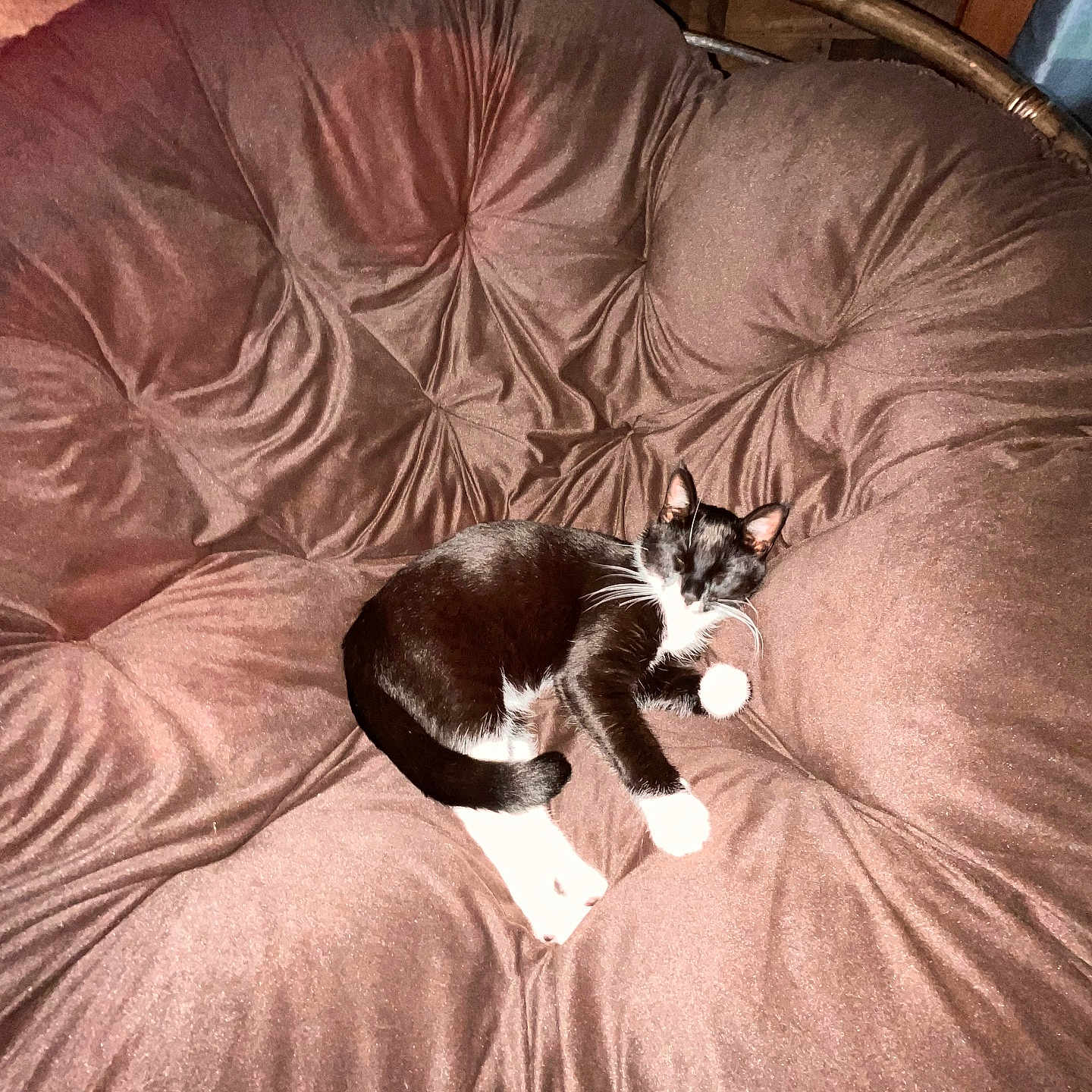 Baby joined the competition — help win amazing prizes! animal, black_and_white_cat, cat, chair, comfort, cozy, cute, domestic_animal, feline, fur, furniture, home, indoor, paw, pet, plush_chair, relaxation, resting, sleeping, whiskers