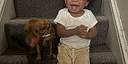 Carmelo is registered to the contest to win money with this photo: toddler, child, dog, stairs, carpet, smiling, happy, clapping, indoor, wall, shorts, white_shirt, pet, animal, brown_dog, curly_hair, sitting, playful, blur, light
