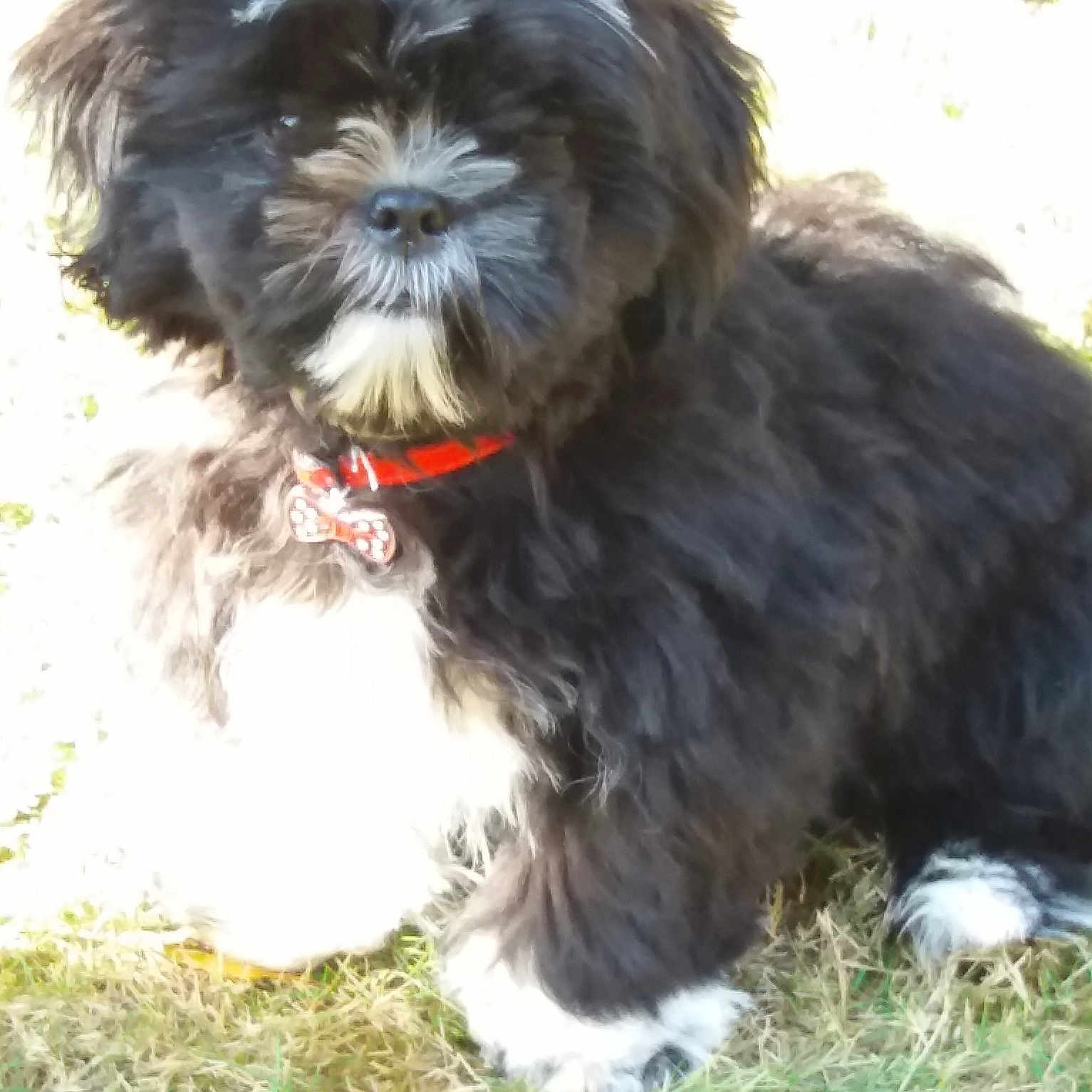 Outchi a rejoint le concours — aidez-le/la à gagner de superbes lots ! affenpinscher, bolonka, carnivoran, chinese_imperial_dog, companion_dog, dog, dog_breed, dog_breed_group, dog_like_mammal, havanese, lhasa_apso, lowchen, morkie, poodle_crossbreed, puppy, schnoodle, shih_tzu, snout, tibetan_terrier, vertebrate