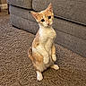 cat, ginger_cat, orange_cat, sitting, upright, indoor, living_room, carpet, sofa, furniture, cushion, portrait, pet, animal, whiskers, ears, eyes, warm_lighting, cozy, funny_pose