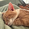 Jax is registered to the contest to win money with this photo: cat, sleeping, orange_and_white, pet, animal, feline, whiskers, ears, closed_eyes, relaxed, cozy, blanket, bed, indoors, home, soft_lighting, candid, close_up, person, resting