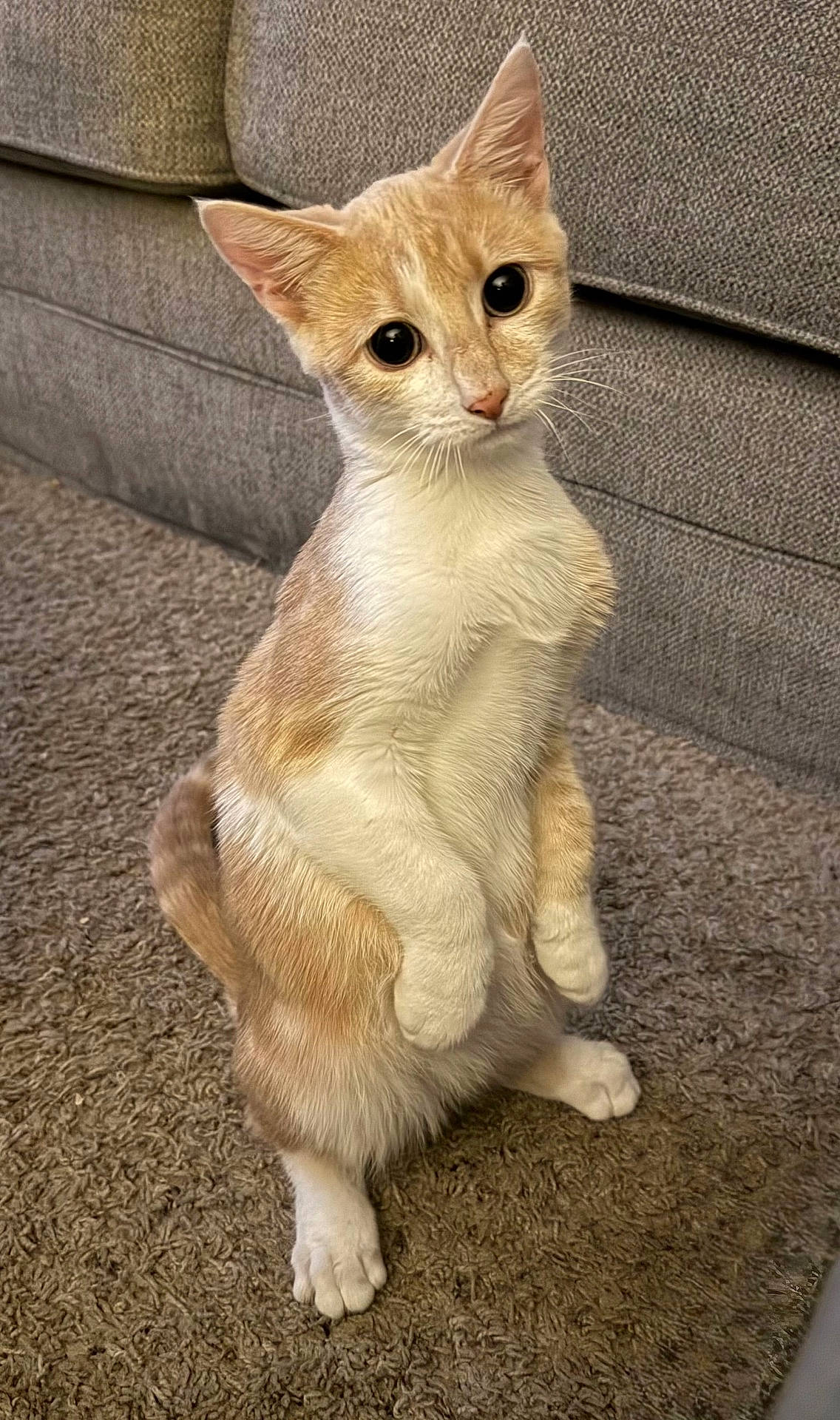 alert_ears, carpet, cat, close_up, cream_fur, curious, cute, front_paws, ginger_cat, indoor, kitten, living_room, pink_nose, portrait, short_hair, sitting, sofa, upright_pose, whiskers, wide_eyes