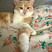 Jax is registered to the contest to win money with this photo: cat, orange_cat, white_cat, pet, feline, lying_down, relaxed, paw, whiskers, ears, eyes, nose, fur, floral_bedding, bed, pillow, indoors, portrait, closeup, cozy