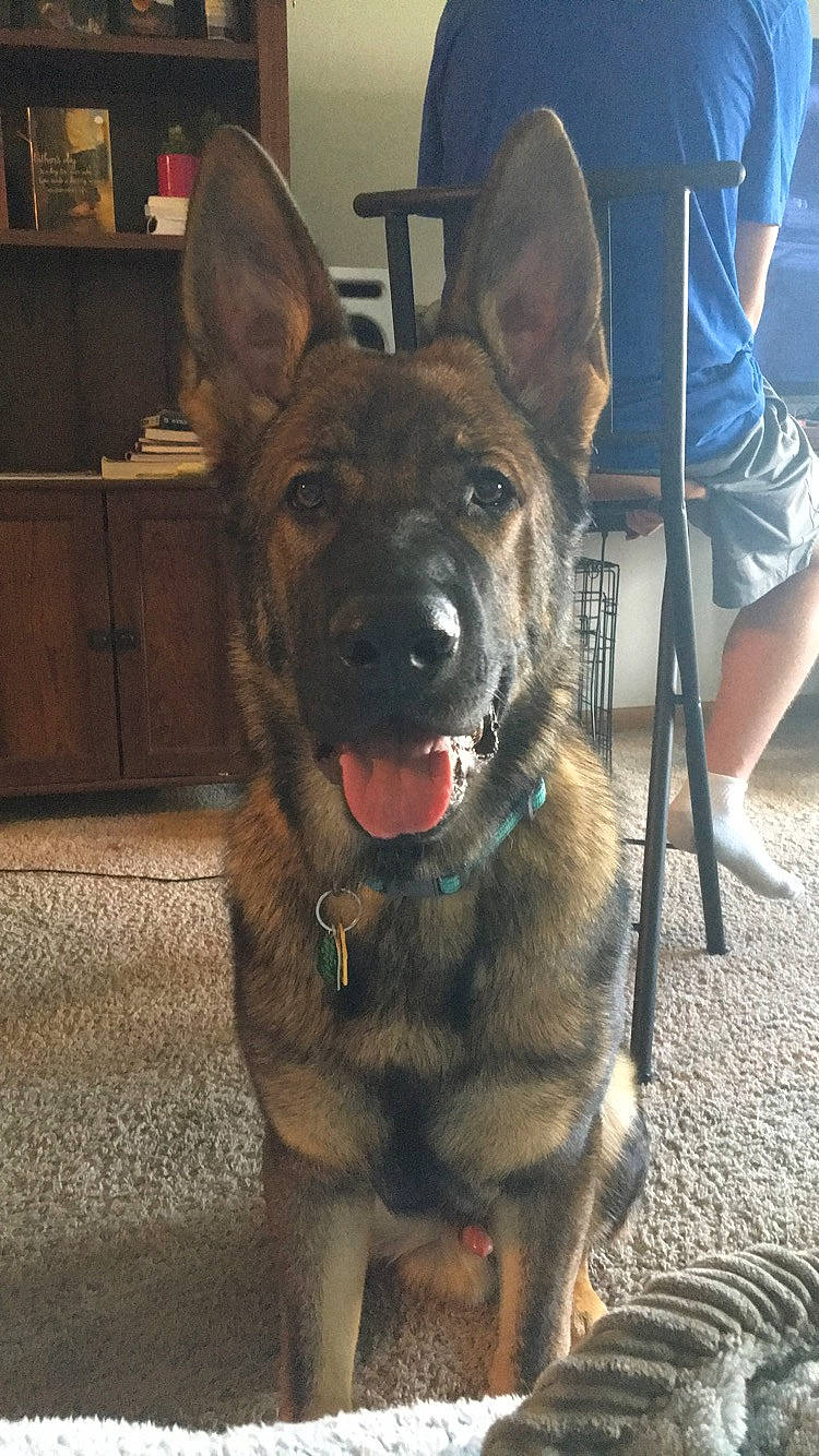 Radek is registered to the contest to win money with this photo: bermuda_shorts, cabinetry, canidae, carnivore, collar, companion_dog, dog, dog_breed, dog_collar, fawn, fur, guard_dog, herding_dog, jaw, shelf, shorts, snout, sporting_group, whiskers, working_animal