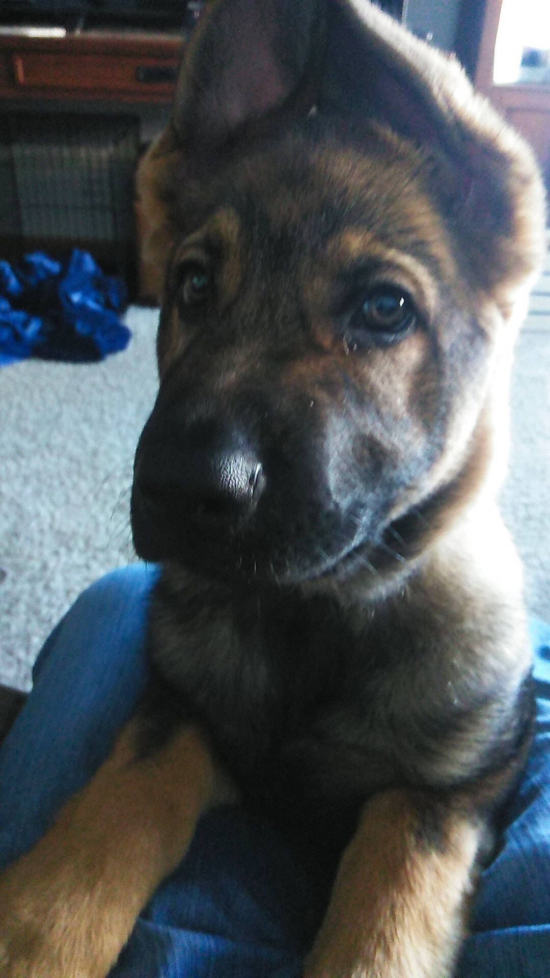 Radek is registered to the contest to win money with this photo: blue, canidae, carnivore, cloud, companion_dog, dog, dog_breed, ear, electric_blue, fawn, fur, german_shepherd_dog, guard_dog, paw, snout, sporting_group, street_dog, terrestrial_animal, whiskers, working_animal