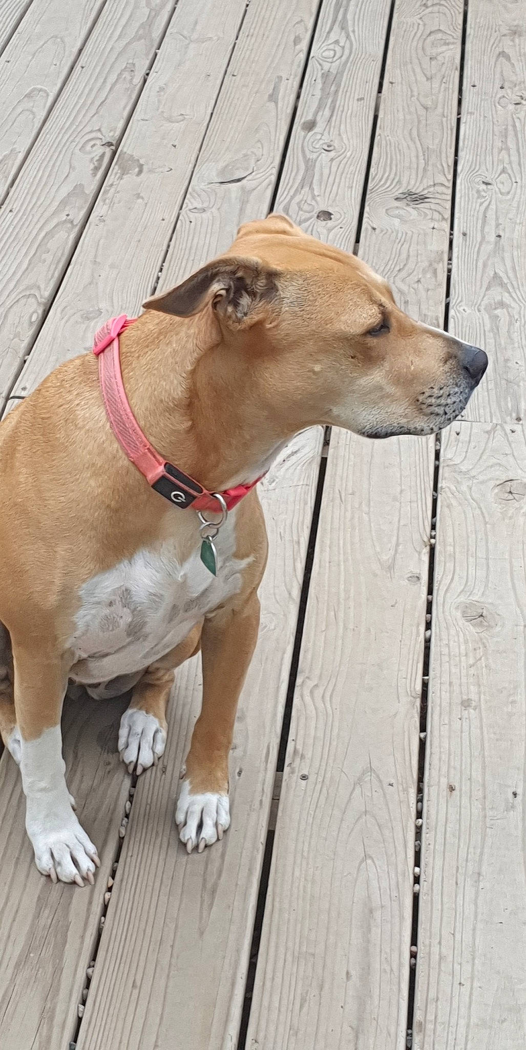 Nikki joined the competition — help win amazing prizes! carnivore, collar, companion_dog, dog, dog_breed, dog_collar, dog_supply, fashion_accessory, fawn, fence, leash, magyar_agar, pet_supply, rampur_greyhound, sighthound, street_dog, terrestrial_animal, whiskers, wood, working_animal