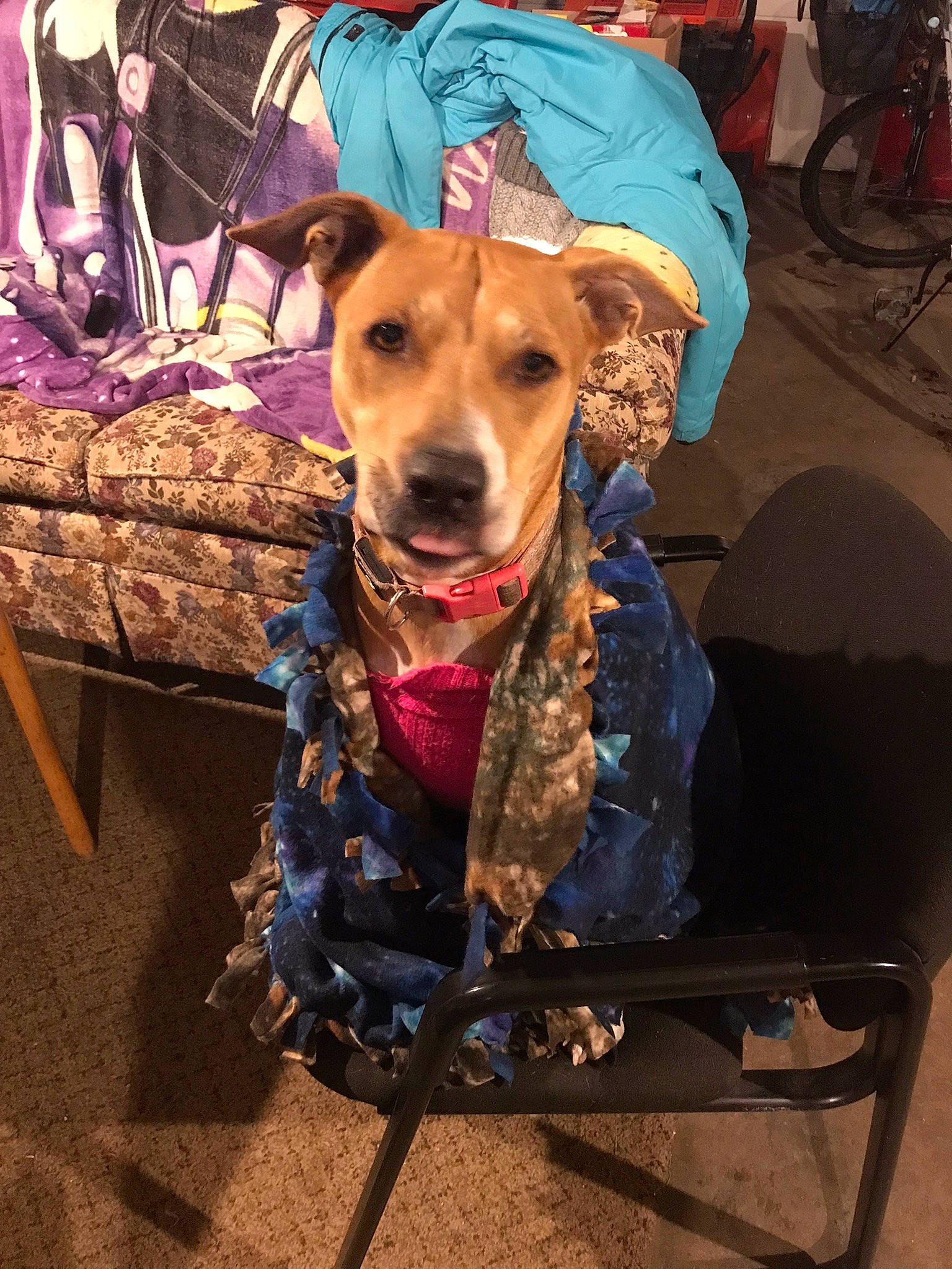 Nikki is registered to the contest to win money with this photo: adventure, canidae, carnivore, chair, collar, companion_dog, dog, dog_breed, dog_clothes, dog_collar, dog_supply, fashion_accessory, fawn, leash, pet_supply, rampur_greyhound, sighthound, snout, sporting_group, working_animal