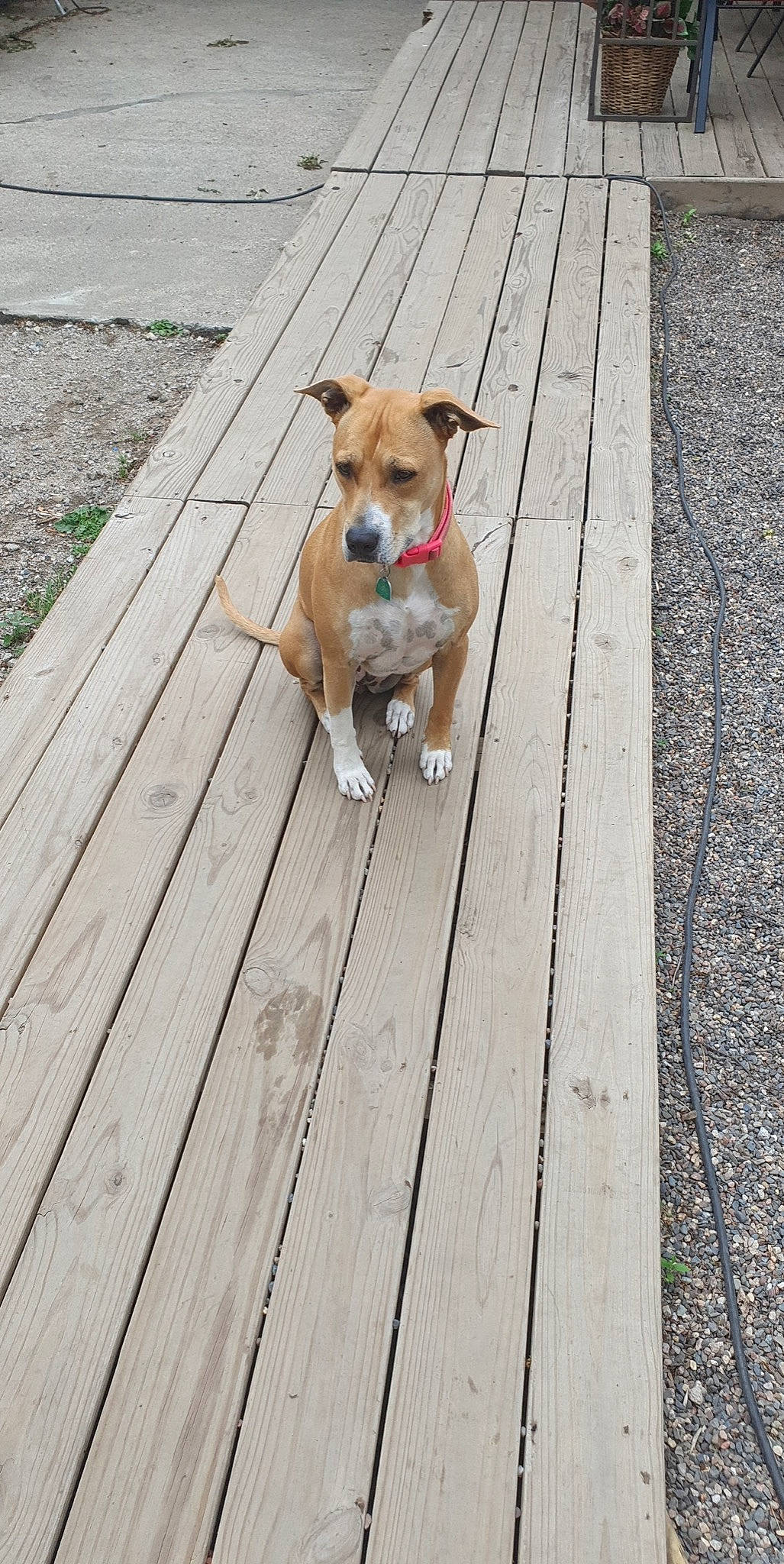 Nikki joined the competition — help win amazing prizes! boardwalk, carnivore, collar, companion_dog, deck, dog, dog_breed, dog_collar, fawn, flooring, hardwood, leash, plank, road_surface, sidewalk, tail, walkway, wood, wood_flooring, wood_stain