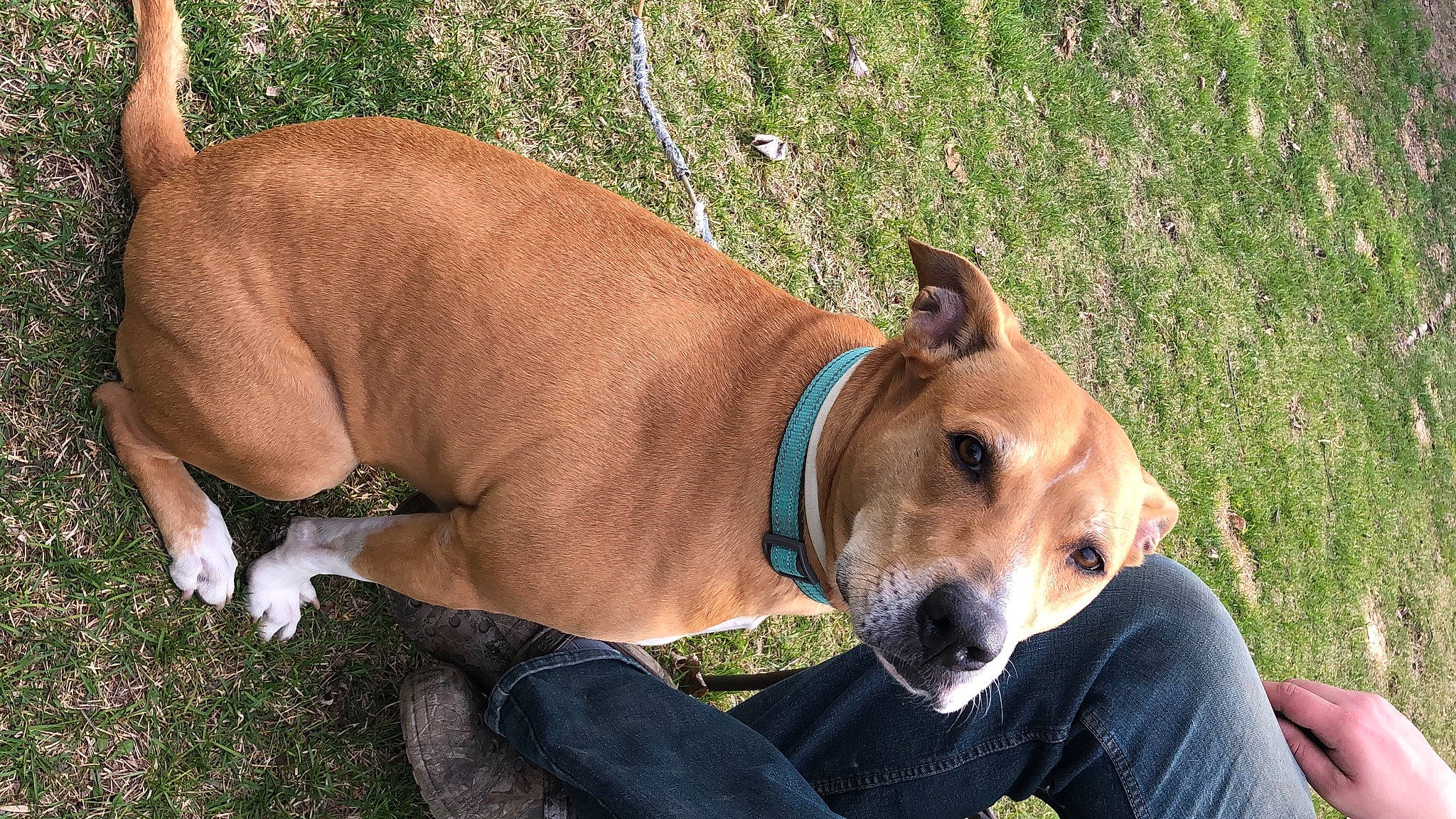 Nikki is registered to the contest to win money with this photo: adventure, canidae, carnivore, collar, comfort, companion_dog, dog, dog_breed, dog_collar, dog_supply, fawn, grass, hunting_dog, liver, non_sporting_group, pet_supply, sporting_group, tail, whiskers, working_animal