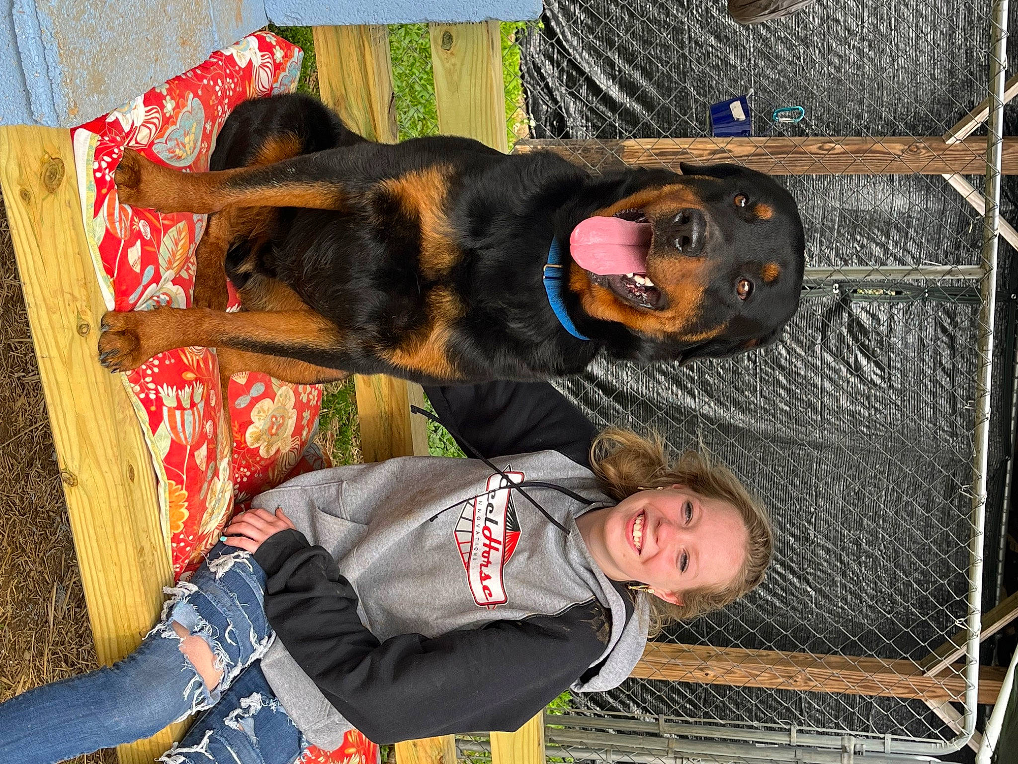 Colt is registered to the contest to win money with this photo: black, canidae, carnivore, companion_dog, dog, dog_breed, fawn, fun, guard_dog, hunting_dog, leisure, mammal, smile, sporting_group, vertebrate, working_animal, working_dog