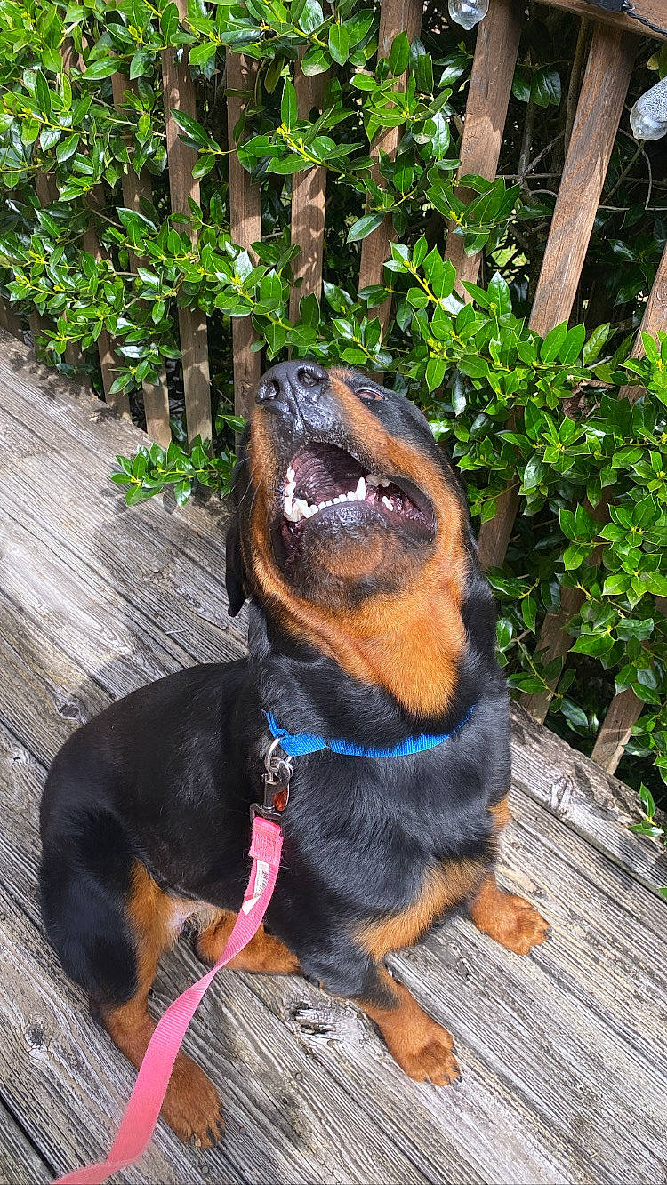 Colt is registered to the contest to win money with this photo: canidae, carnivore, collar, companion_dog, dog, dog_breed, dog_collar, dog_supply, fence, flowerpot, grass, hound, leash, liver, pet_supply, plant, snout, sporting_group, working_animal, working_dog