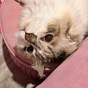 Sheen is registered to the contest to win money with this photo: animal, cat, closeup, cozy, cute, ear, eyes, face, feline, fluffy, fur, indoor, nose, pet, pink, portrait, relaxed, soft, upside_down, whiskers