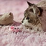 Sheen joined the competition — help win amazing prizes! animal, carpet, cat, close_up, cozy, cute, domestic_animal, feline, fluffy, furry, indoor, pet, pink, playful, relaxed, resting, side_view, soft_texture, stuffed_animal, toy