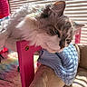 animal, blinds, blue_blanket, cat, closeup, comfortable, cozy, daylight, domestic_animal, fluffy, fur, indoor, lounging, pet, pink_chair, plush_cushion, relaxed, resting, sunlight, whiskers