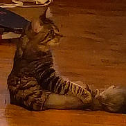 Taco joined the competition — help win amazing prizes! cat, cats, striped_cat, tabby, sitting, lying_down, pet, animal, fur, whiskers, ears, tail, indoor, floor, warm_lighting, dim_lighting, blurry, grainy, companion, relaxed