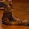 cat, cats, striped_cat, tabby, sitting, lying_down, pet, animal, fur, whiskers, ears, tail, indoor, floor, warm_lighting, dim_lighting, blurry, grainy, companion, relaxed