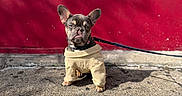 Lalo Louie joined the competition — help win amazing prizes! animal, canine, clothing, concrete, cute, dog, fashion, french_bulldog, leash, outdoor, pet, portrait, puppy, red_wall, shadow, sidewalk, small_dog, sunlight, urban, walking