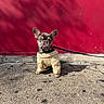 Lalo Louie joined the competition — help win amazing prizes! dog, french_bulldog, puppy, outdoor, concrete, red_wall, leash, clothing, pet, sunlight, shadow, small_dog, cute, animal, sidewalk, canine, fashion, walking, urban, portrait