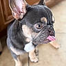 Lalo Louie is registered to the contest to win money with this photo: animal, canine, close_up, companion, curious, cute, dog, ears, floor, french_bulldog, indoor, pet, playful, portrait, puppy, small_dog, tile_floor, tongue_out, wooden_cabinet, young