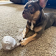 Lalo Louie joined the competition — help win amazing prizes! alert, animal, carpet, couch, cute, dog, domestic, ears, french_bulldog, fur, indoor, living_room, natural_light, pet, pet_toy, playful, puppy, resting, texture, toy