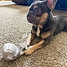 alert, animal, carpet, couch, cute, dog, domestic, ears, french_bulldog, fur, indoor, living_room, natural_light, pet, pet_toy, playful, puppy, resting, texture, toy