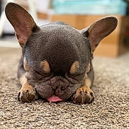 Lalo Louie joined the competition — help win amazing prizes! dog, french_bulldog, puppy, sleeping, tongue_out, ears, carpet, indoor, closeup, cute, pet, animal, small_dog, resting, adorable, fur, snout, paws, blurred_background, cozy