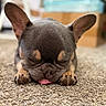 dog, french_bulldog, puppy, sleeping, tongue_out, ears, carpet, indoor, closeup, cute, pet, animal, small_dog, resting, adorable, fur, snout, paws, blurred_background, cozy