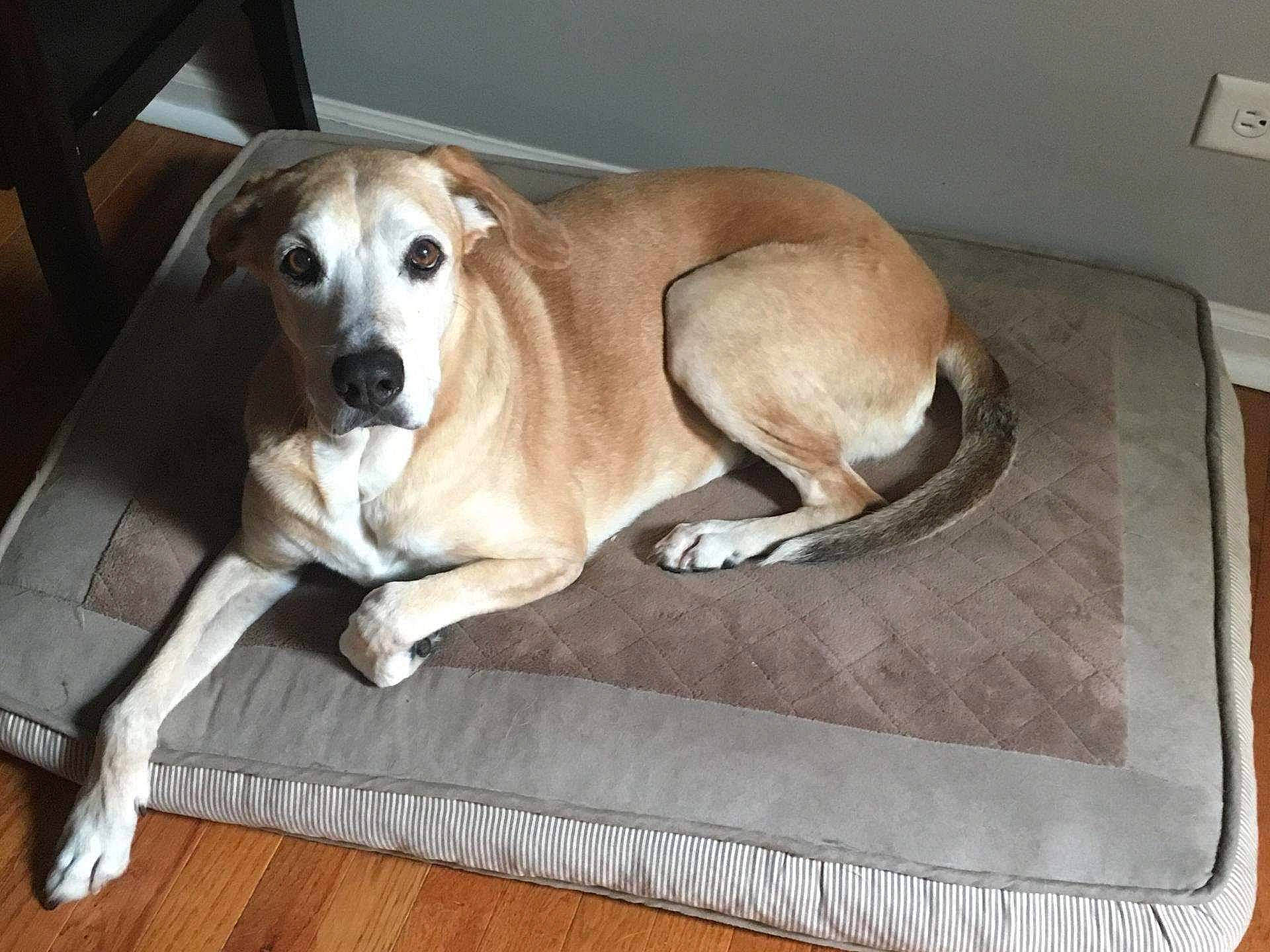 Bellah is registered to the contest to win money with this photo: canidae, carnivore, collar, comfort, companion_dog, dog, dog_breed, dog_supply, fawn, floor, flooring, home_accessories, laminate_flooring, liver, mat, pet_supply, snout, sporting_group, wood_flooring, working_animal