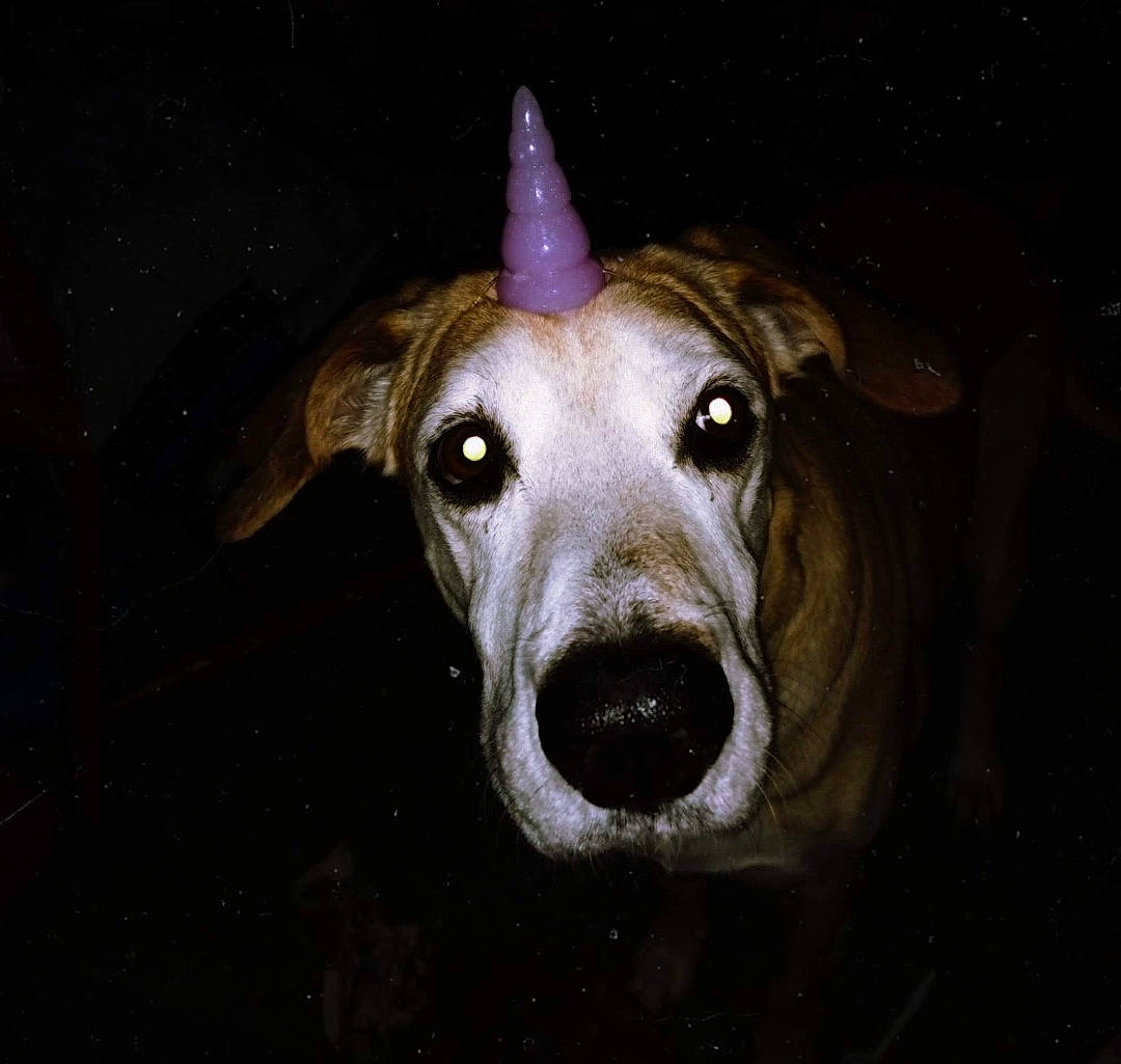 Bellah is registered to the contest to win money with this photo: beige, brown, canidae, carnivore, companion_dog, darkness, dog, dog_breed, fawn, jaw, liver, night, snout, space, sporting_group, terrestrial_animal, tongue, whiskers, working_animal, working_dog