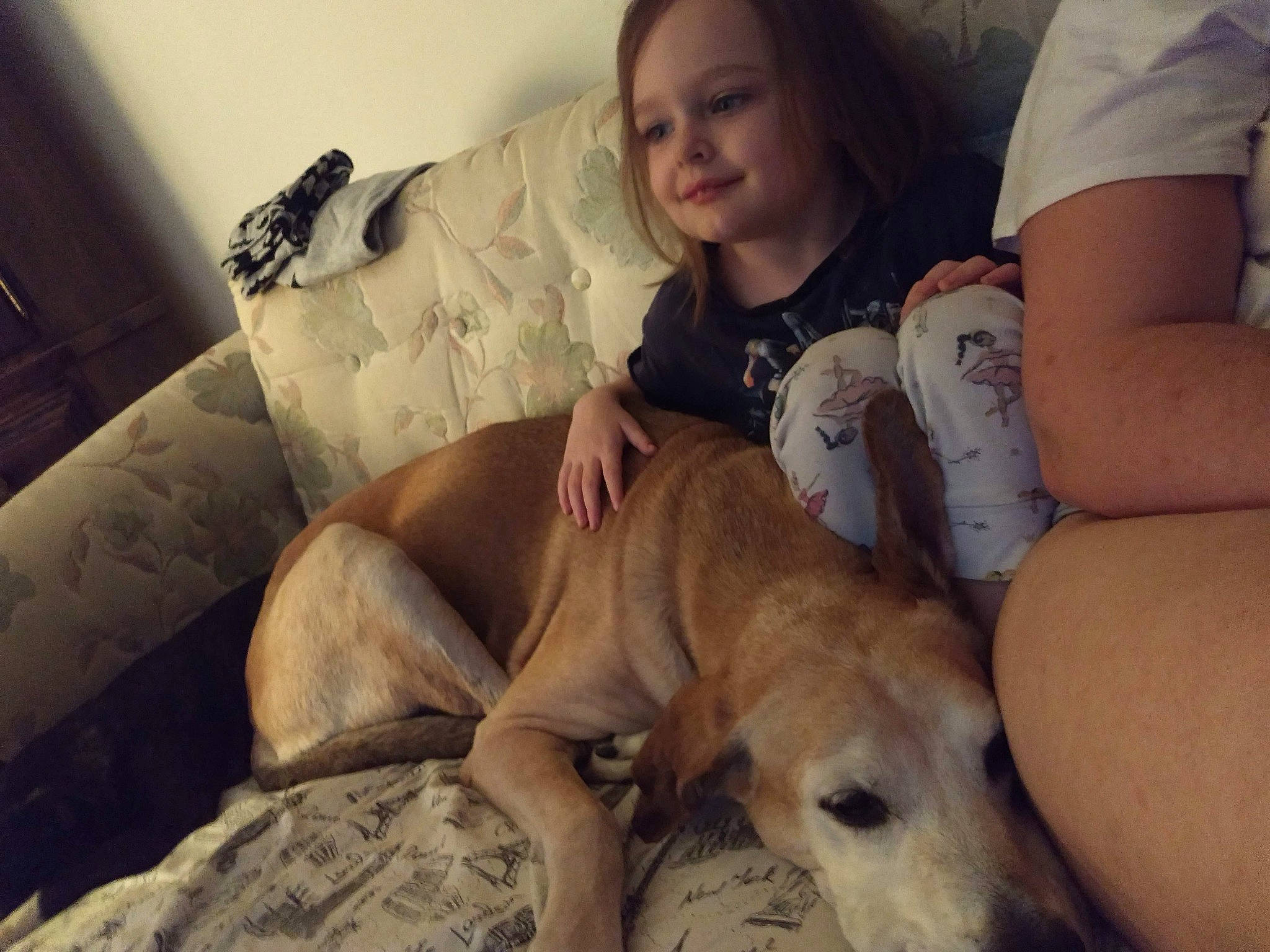 Bellah is registered to the contest to win money with this photo: baby_toddler_clothing, canidae, carnivore, comfort, companion_dog, couch, dog, dog_breed, fawn, human, lap, living_room, mammal, retriever, snout, sporting_group, working_animal