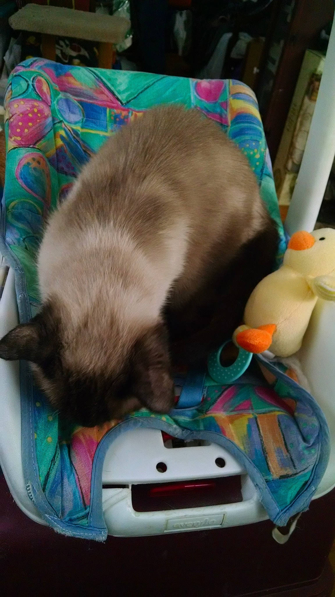 Charlie Chan is registered to the contest to win money with this photo: carnivore, cat, comfort, electronic_instrument, fawn, felidae, fur, gadget, guitar, mammal, musical_instrument, plastic, siamese, small_to_medium_sized_cats, stuffed_toy, tail, thai, toy, vertebrate, whiskers