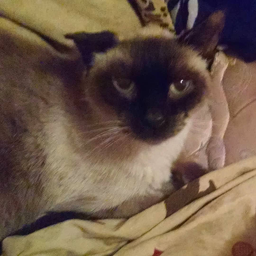 Charlie Chan joined the competition — help win amazing prizes! carnivore, cat, comfort, eye, fawn, felidae, fur, head, linens, siamese, sky, small_to_medium_sized_cats, snout, square, terrestrial_animal, whiskers