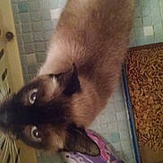 Charlie Chan is registered to the contest to win money with this photo: carnivore, cat, dog_breed, domestic_short_haired_cat, ear, fawn, felidae, flooring, foot, fur, human_leg, iris, paw, siamese, small_to_medium_sized_cats, snout, tail, thai, tonkinese, whiskers