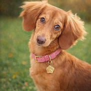 Daisy Mae joined the competition — help win amazing prizes! adorable, animal, brown, canine, collar, cute, dog, ears, floppy_ears, friendly, fur, grass, looking, muzzle, nature, outdoor, pet, portrait, tag, young