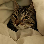 Tsuky a rejoint le concours — aidez-le/la à gagner de superbes lots ! abyssinian, animal, bed, blanket, bodypart, cat, couch, cushion, ear, furniture, homedecor, kitten, linen, manx, person, pet, quilt, siamese, sleeping