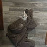 Azula joined the competition — help win amazing prizes! cat, fluffy, jacket, brown, wooden_floor, indoor, pet, cozy, curious, fur, animal, lying_down, looking_up, casual, relaxed, domestic, cute, soft, texture, resting