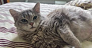 Azula joined the competition — help win amazing prizes! cat, gray_cat, fluffy, pet, bed, bedspread, striped, indoor, window, natural_light, feline, relaxed, lying_down, fur, whiskers, ears, nose, close_up, domestic_animal, cozy