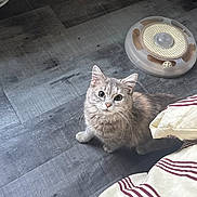 Azula is registered to the contest to win money with this photo: cat, gray_cat, pet, indoor, floor, toy, curious, looking_up, striped_blanket, feline, whiskers, ears, fur, domestic_animal, cute, playful, animal, household, companion, alert