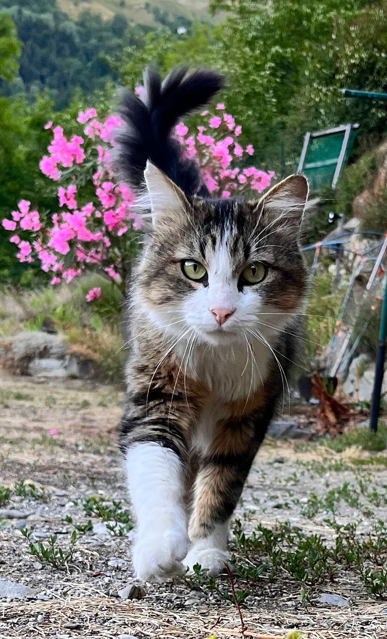 Topaz participe au concours pour gagner de l'argent avec cette photo : bicycle_wheel, carnivore, cat, domestic_short_haired_cat, felidae, flower, foot, fur, garden, grass, groundcover, landscape, nature, petal, plant, small_to_medium_sized_cats, tail, terrestrial_animal, tree, whiskers
