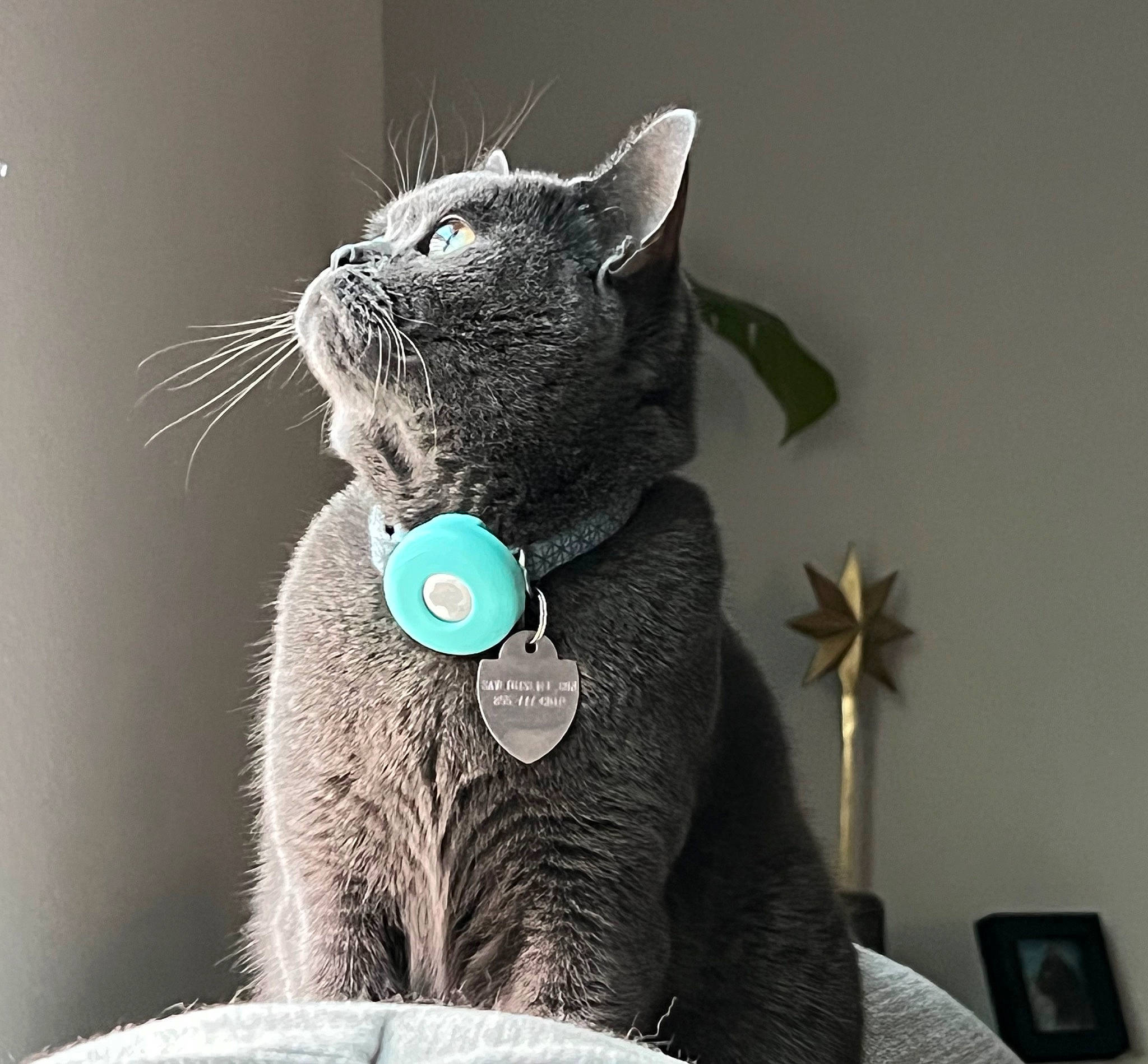 Mona is registered to the contest to win money with this photo: black_cat, carnivore, cat, collar, comfort, domestic_short_haired_cat, ear, fashion_accessory, felidae, fur, grey, paw, plush, russian_blue, small_to_medium_sized_cats, snout, stuffed_toy, tail, toy, whiskers