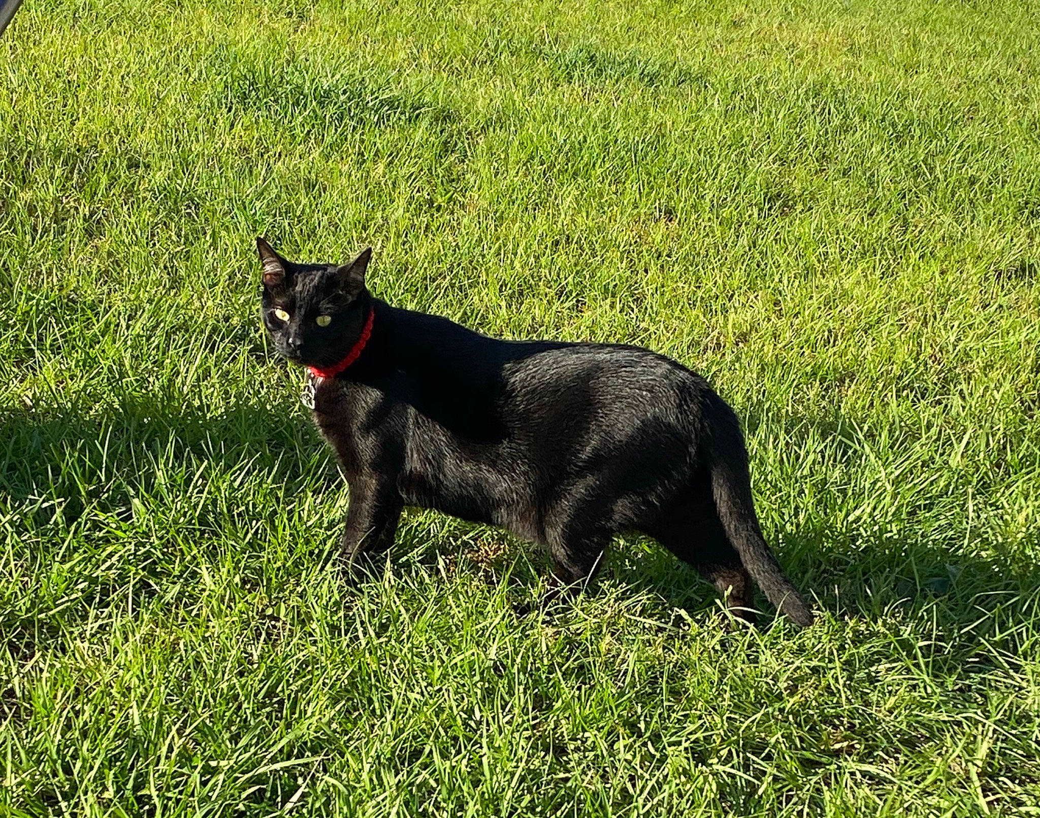 Noir is registered to the contest to win money with this photo: black_cat, bombay, canidae, carnivore, cat, dog_breed, domestic_short_haired_cat, felidae, grass, grassland, groundcover, pasture, plant, prairie, small_to_medium_sized_cats, snout, sporting_group, tail, terrestrial_animal, whiskers