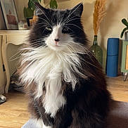 Scarlette a rejoint le concours — aidez-le/la à gagner de superbes lots ! cat, fluffy, black_and_white, pet, indoor, home, plant, wooden_crate, floor, furniture, decor, cozy, portrait, sitting, whiskers, cute, feline, animal, domestic, relaxed