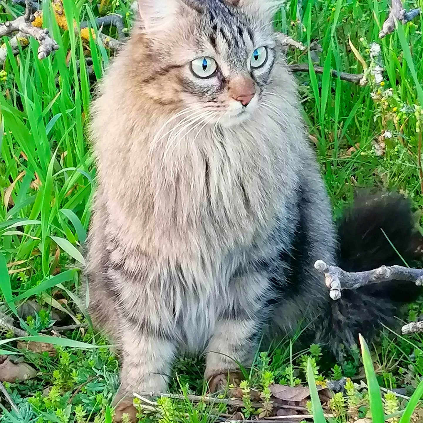 Nala a rejoint le concours — aidez-le/la à gagner de superbes lots ! alert, animal, blue_eyes, branches, cat, closeup, feline, fluffy, fur, grass, greenery, leaves, mammal, nature, outdoor, pet, sitting, tail, whiskers, wildlife