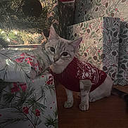 Perla joined the competition — help win amazing prizes! cat, christmas, holiday, presents, gift_wrap, decorations, tree, festive, sweater, indoor, pet, cute, curious, floor, animal, holiday_season, celebration, cozy, winter, domestic_cat