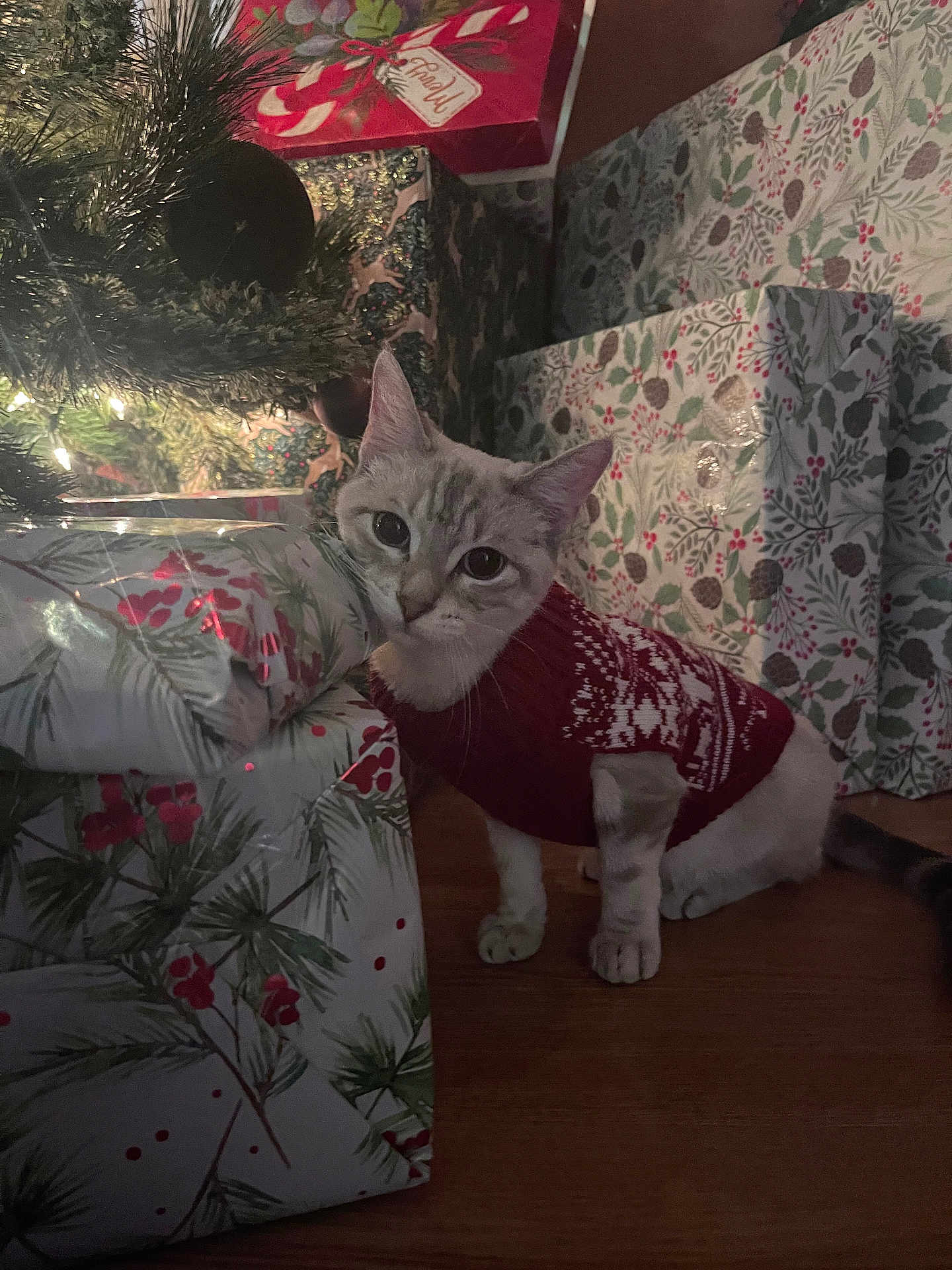 Perla joined the competition — help win amazing prizes! cat, christmas, holiday, presents, gift_wrap, decorations, tree, festive, sweater, indoor, pet, cute, curious, floor, animal, holiday_season, celebration, cozy, winter, domestic_cat